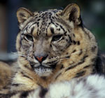 The Snow Leopared of Mongolia